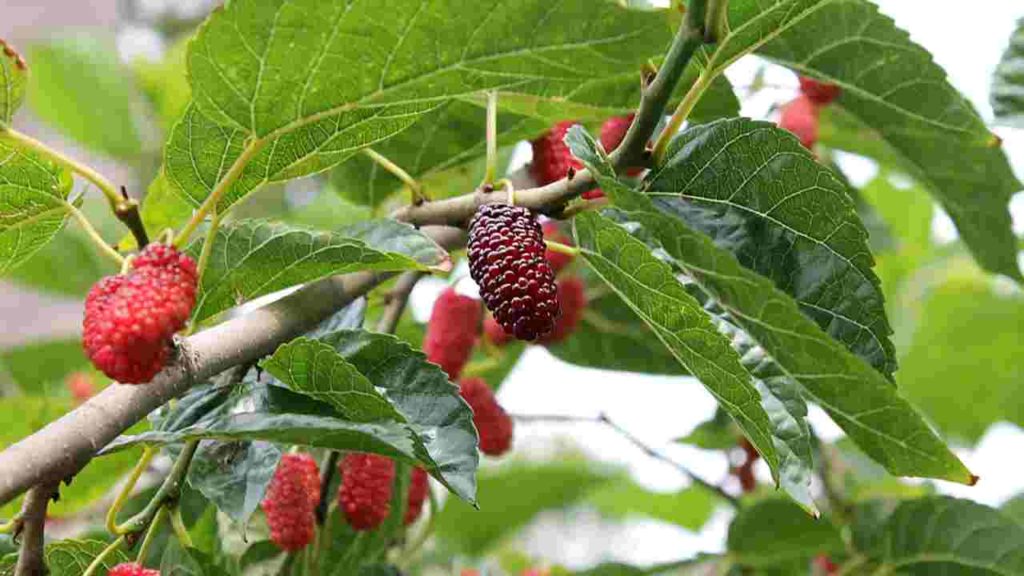 शहतूत ( Shahatoot ) - Mulberry ( मलबेरी )