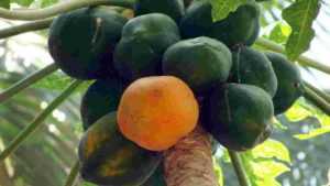 Papaya meaning in Hindi