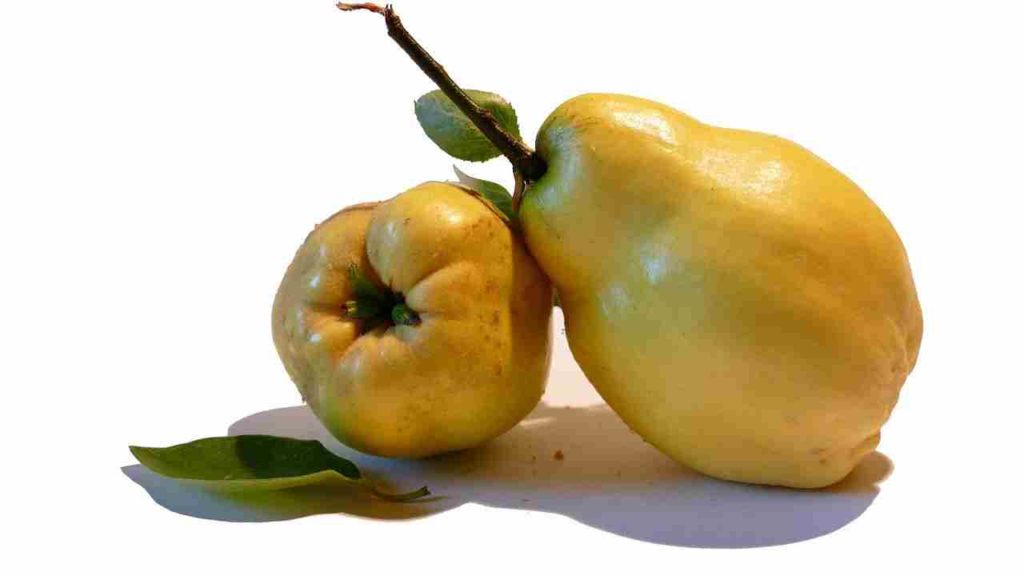 Fruits Name in English Quince