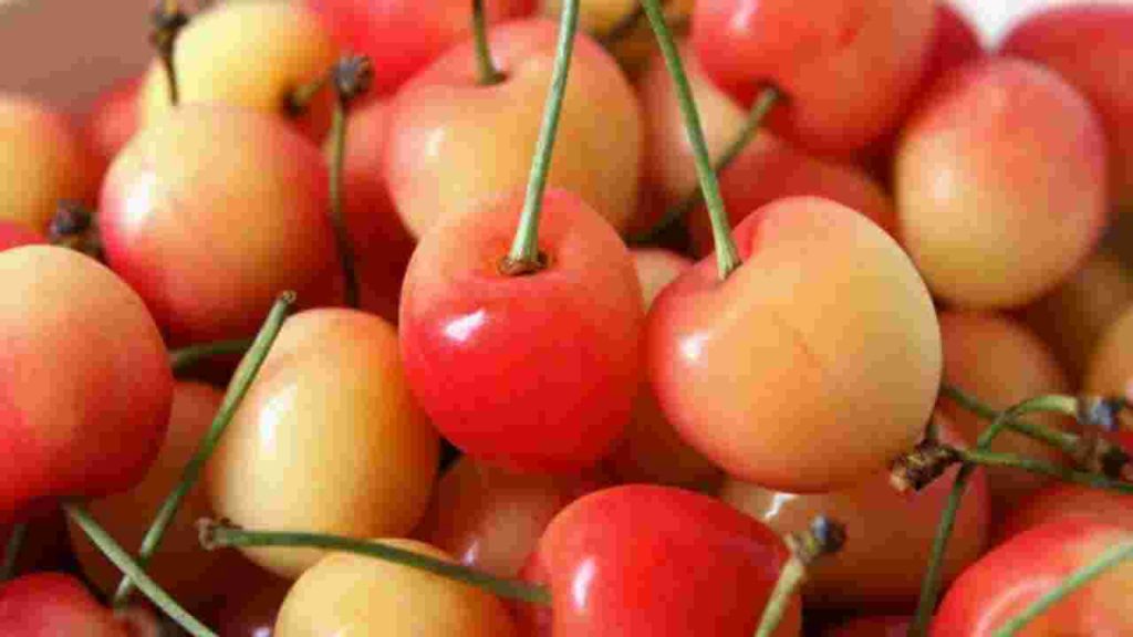 Fruits Name in English, Royal Ann Cherry