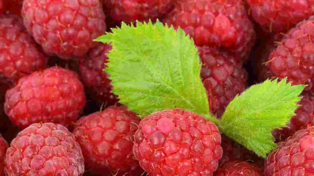 Fruits Name in hindi - रसबेरी, रस्पबेरी ( Rasberi, Raspberi ) - Raspberries