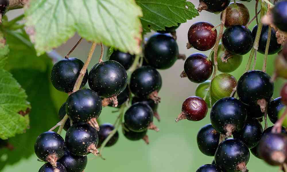 Blackcurrant Meaning In Hindi - MeaningKosh