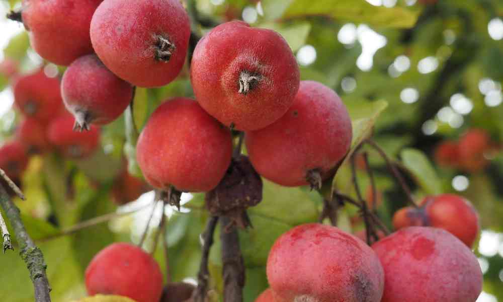 Crab Apple