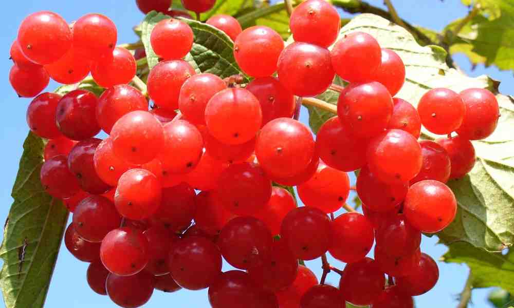 Fruits name in hindi : करोंदा ( Karonda ) - Cranberry ( क्रैनबेरी )