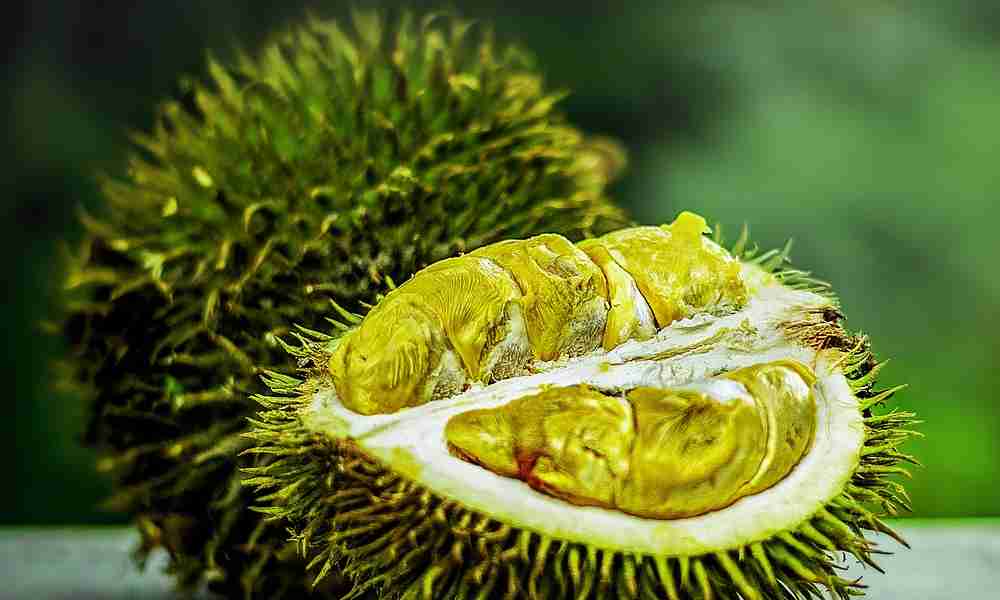 ड्युरियन फल ( Durian Phal ) - Durian Fruit ( ड्युरियन फ्रूट )