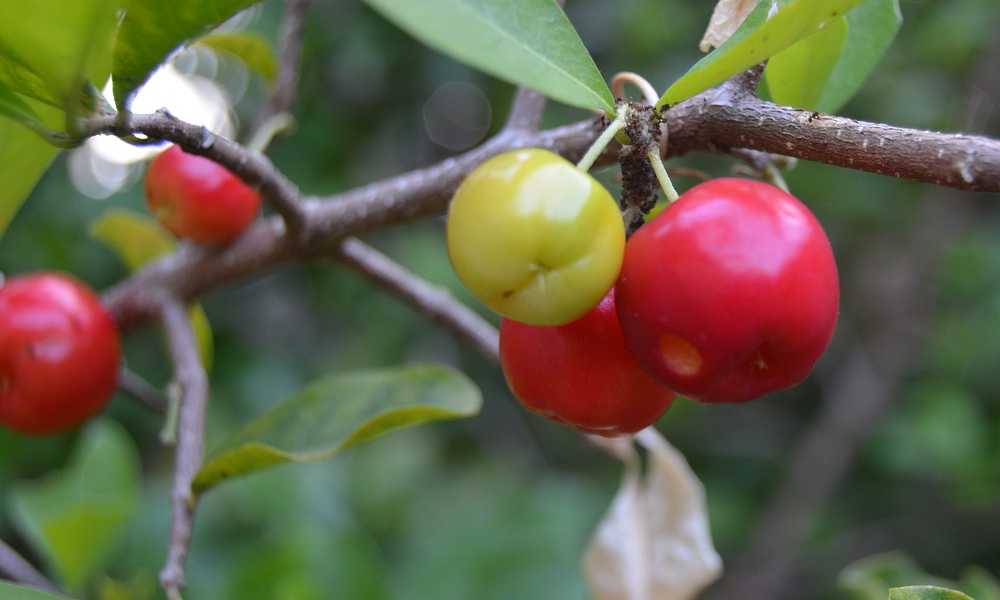 Fruits Name Acerola Cherry