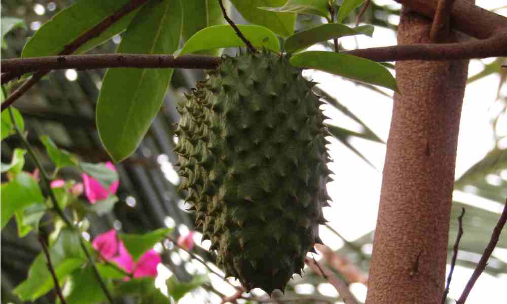 Fruits Name in Hindi and English Soursop