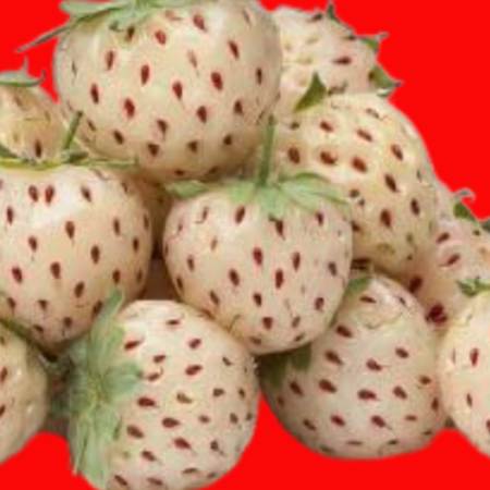 Pineberry