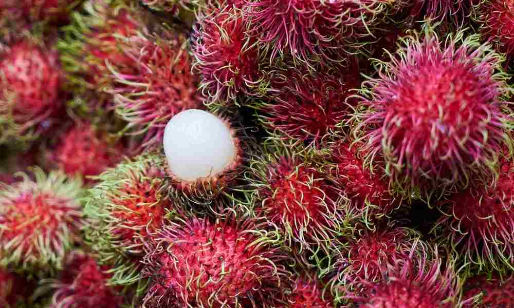 Fruits Name in Hindi - रामबुटान ( Ramboutan ) - Rambutan
