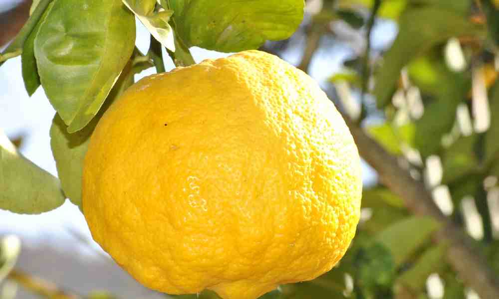 Ugli Fruit