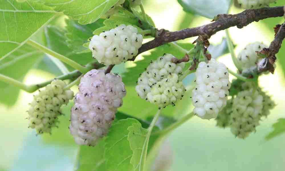 सफ़ेद शहतूत - White Mulberry