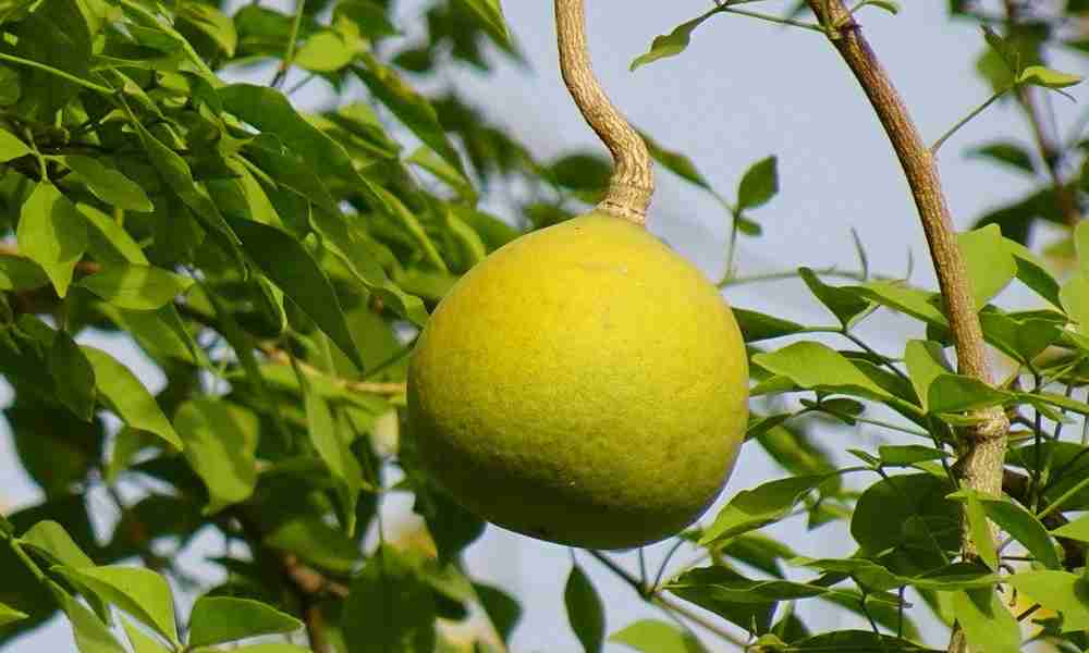 fruits name in hindi : बेल ( Bel ) - Wood Apple ( वुड एप्पल )