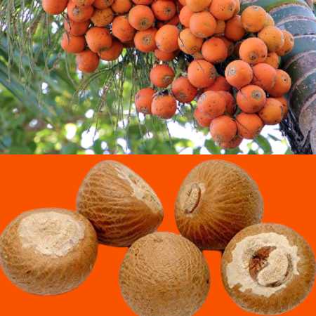 Betel-Nut ( Areca Nut )