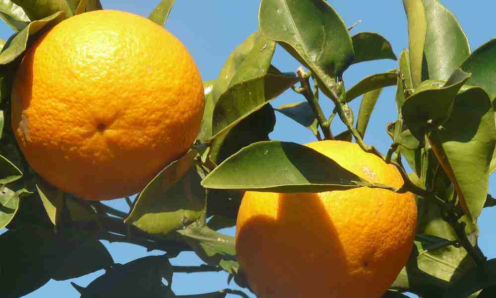 Malta Fruits