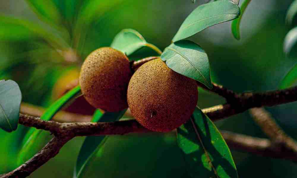 Fruits Name in Hindi and English with Picture of Sapota : Chiku ( चीकू )