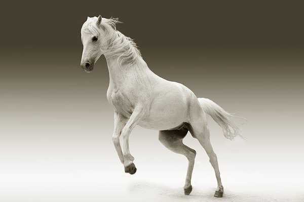 Domestic Animals name - Horse