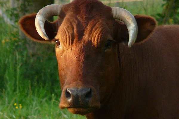 Domestic Animals name ox