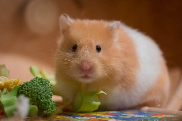 Domestic Animals name - Hamster