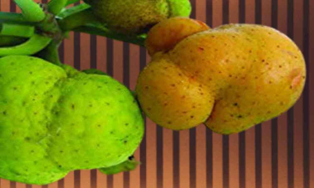 बरहर ( Barhar ) - Monkey Fruit / Lakoocha