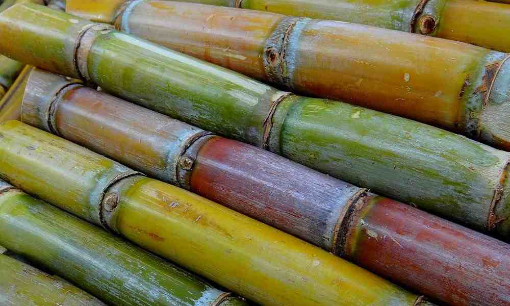 गन्ना (Ganna) - Sugar cane ( सुगर कैन )