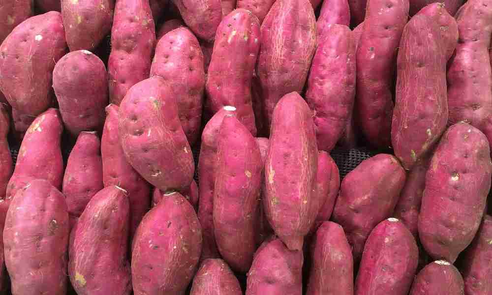 शकरकंद - Sweet Potato