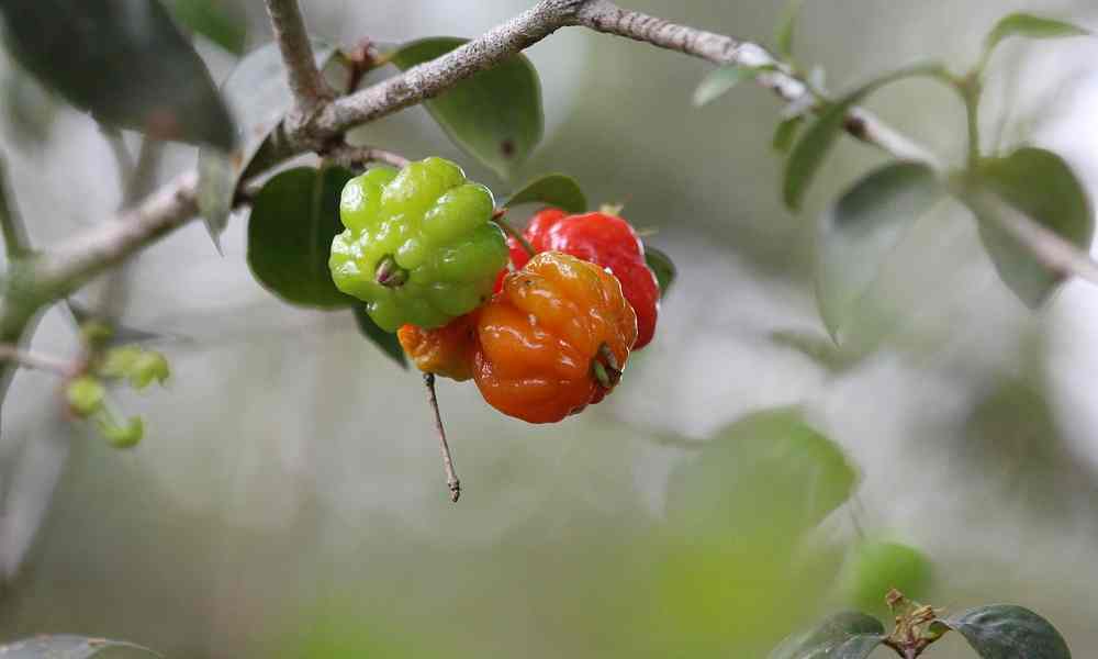 सूरीनाम चेरी - Surinam Cherry