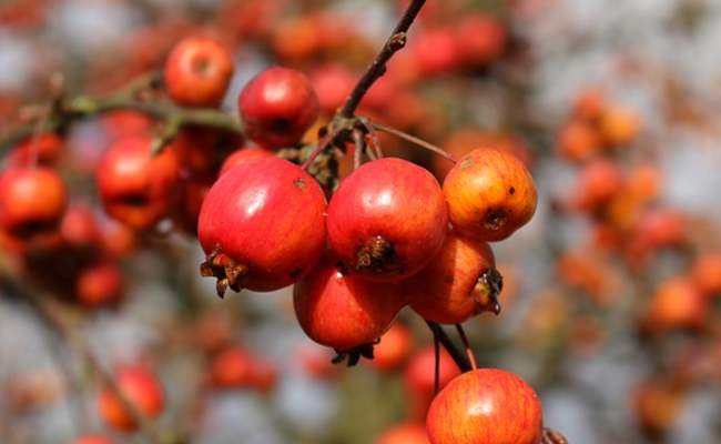 Crab Apple Meaning in Hindi