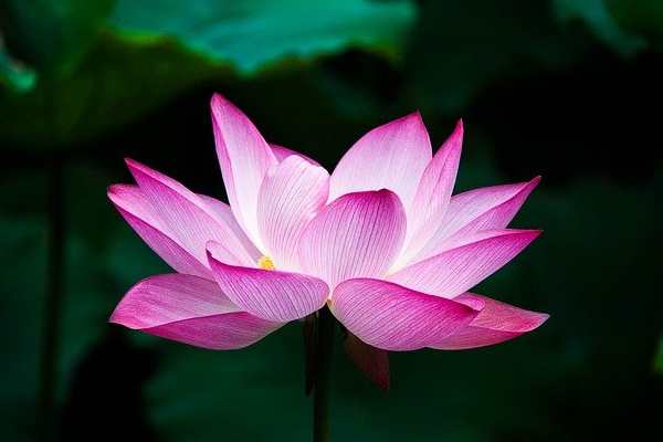 Five Flowers Name - Lotus