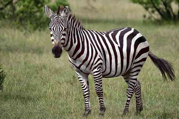 five wild animals name - zebra