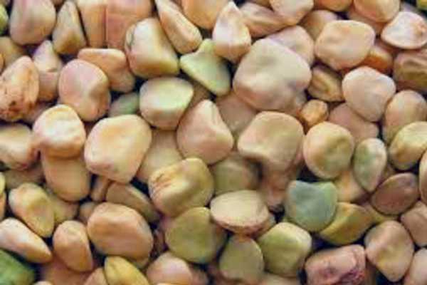 Grass Pea Meaning in Hindi